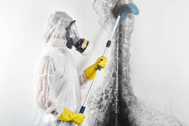 Best Dehumidification Services  in London, OH