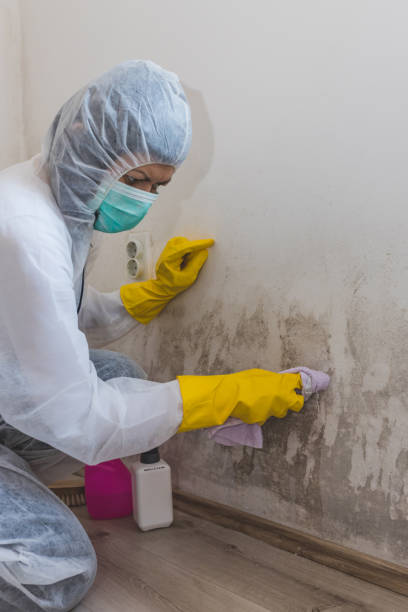 Best Environmental Consulting for Mold Prevention  in London, OH