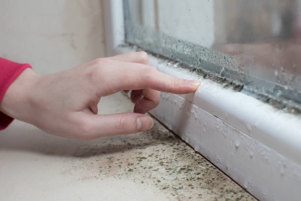 Best Post-Construction Mold Inspection  in London, OH