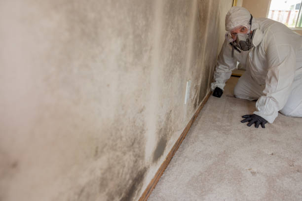 Best Real Estate Mold Inspection  in London, OH